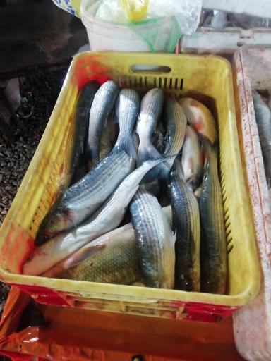 عکس ماهی فروشی سید مرتضی