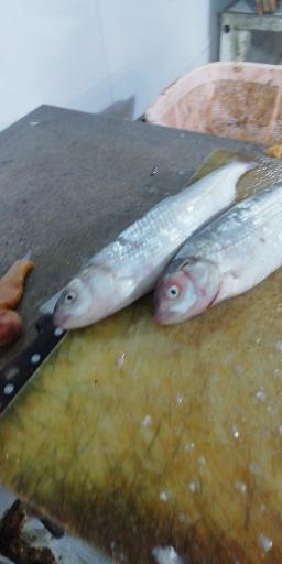 عکس ماهی فروشی سید مرتضی