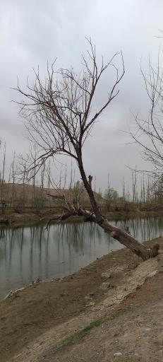 عکس چمگردان