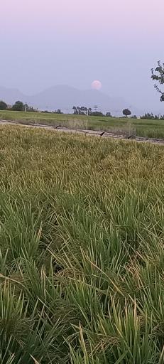 عکس چمگردان