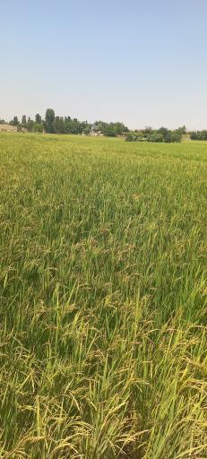 عکس چمگردان