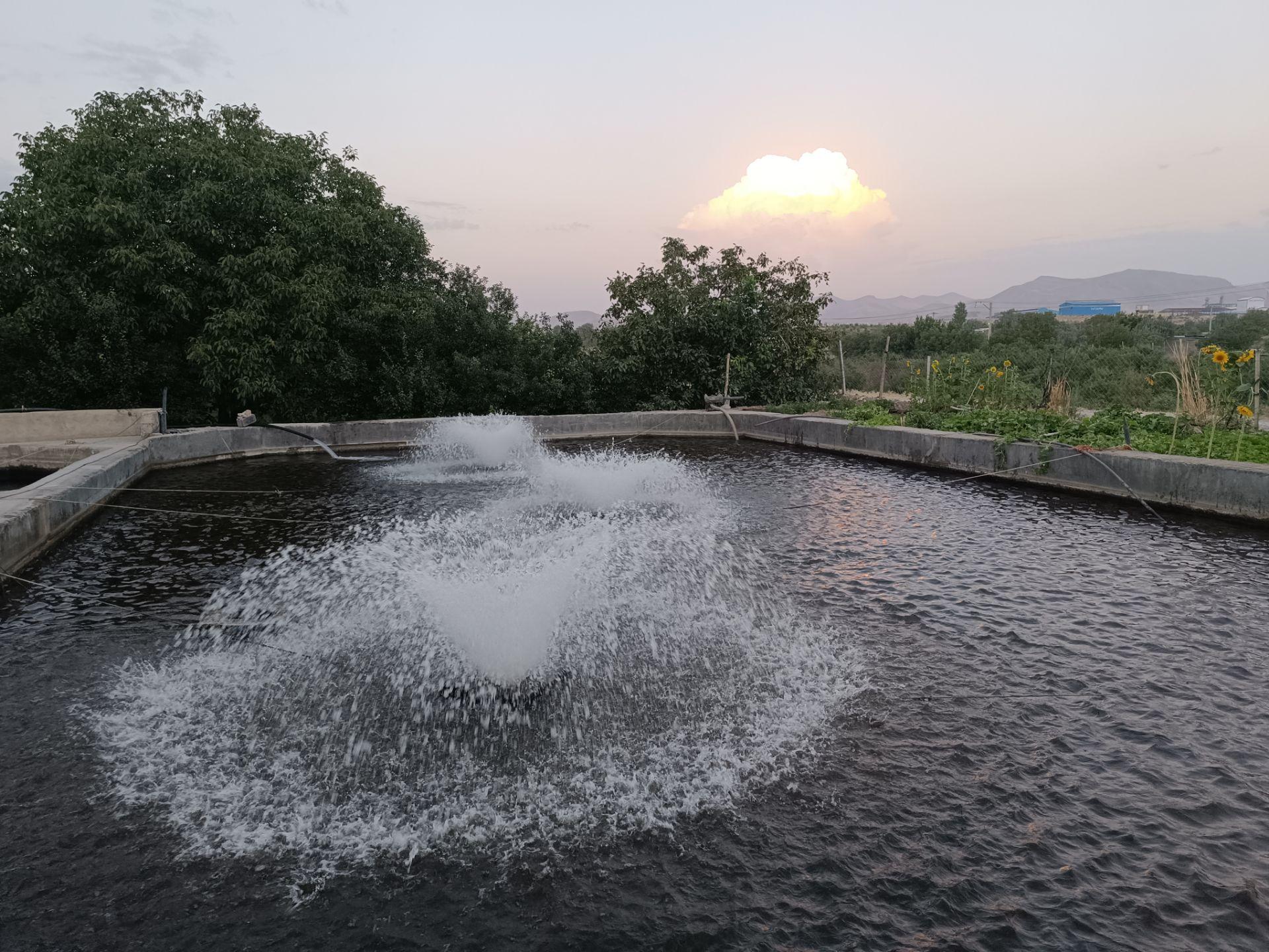 عکس پرورش ماهی قزل الا منیری