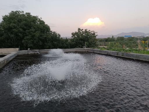 پرورش ماهی قزل الا منیری
