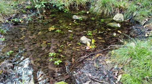 عکس پارک جنگلی اوسا