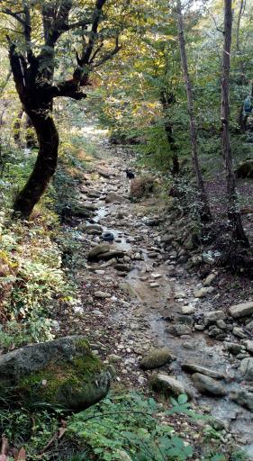 عکس پارک جنگلی اوسا