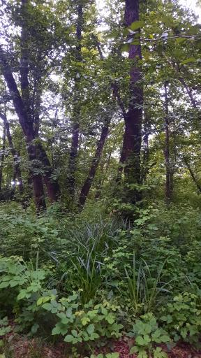 عکس آب نما پارک مفاخر