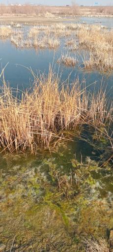 عکس تالاب صالحیه