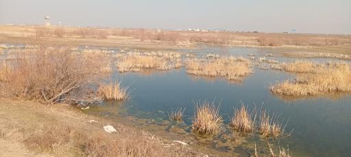 عکس تالاب صالحیه
