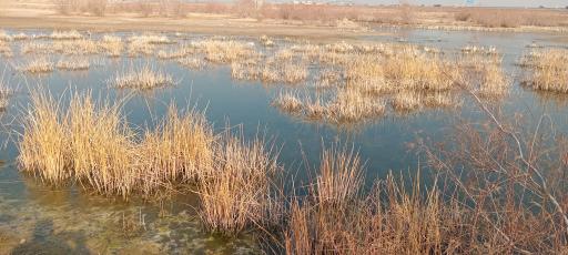 عکس تالاب صالحیه