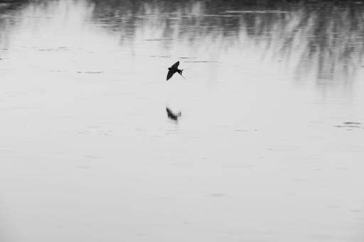 عکس تالاب صالحیه