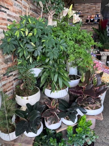 عکس گل فروشی مریم