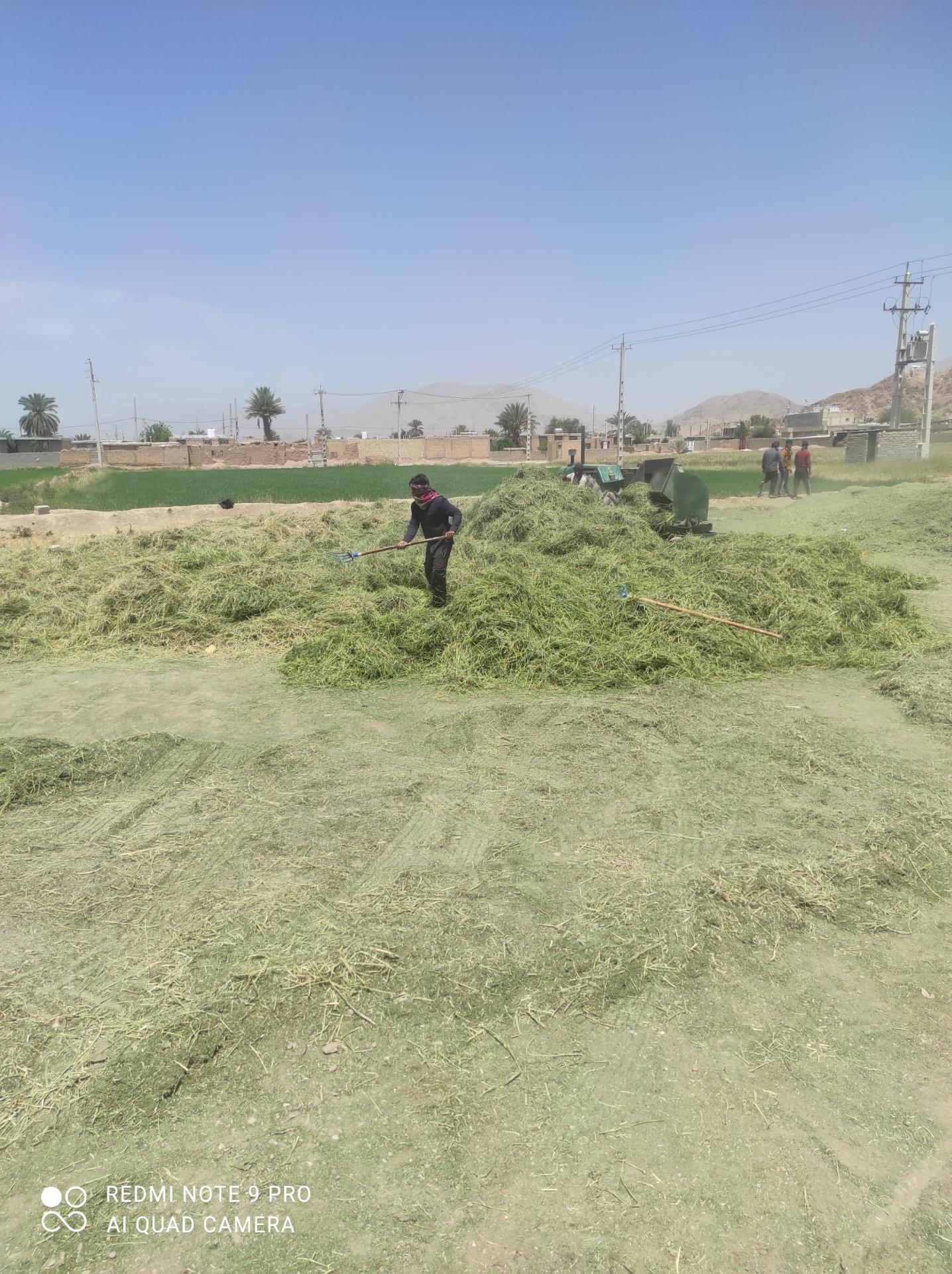 عکس خوراک دام حسینی