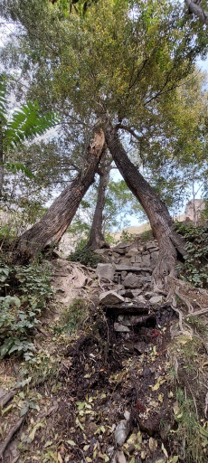 عکس چشمه هدی نارون( دارآباد)