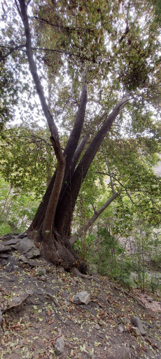 عکس چشمه هدی نارون( دارآباد)