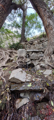 عکس چشمه هدی نارون( دارآباد)