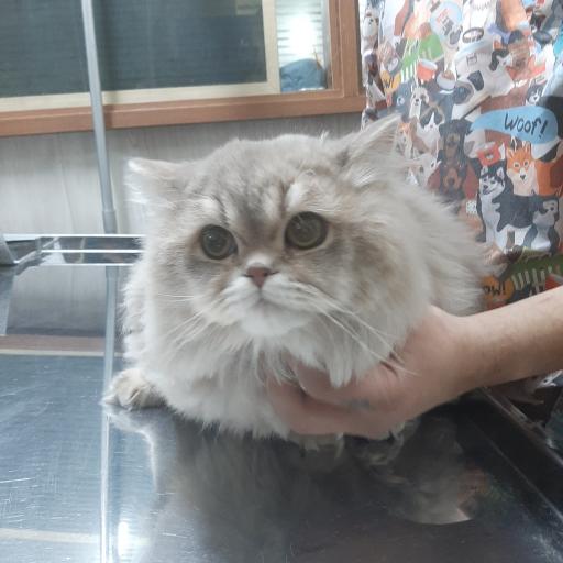 عکس کلینیک دامپزشکی کارو