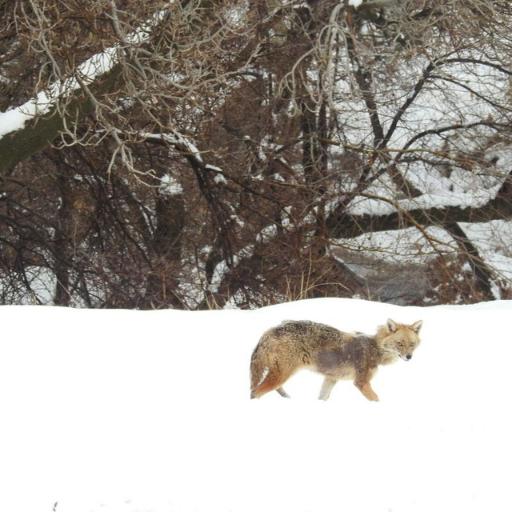 عکس دشت گیان