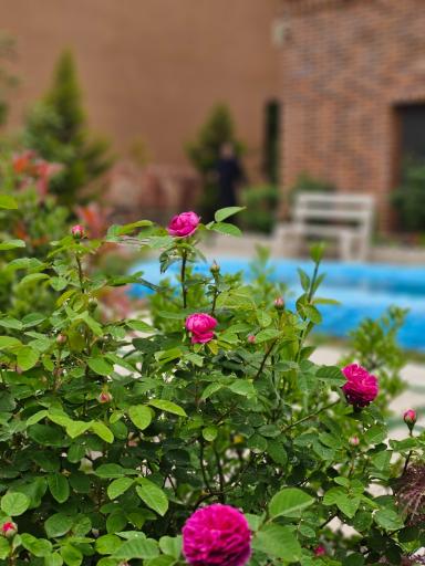 عکس دهکده اقامتی گردشگری سیلوانه