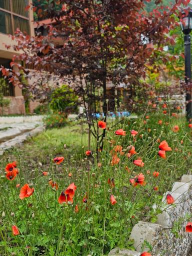 عکس دهکده اقامتی گردشگری سیلوانه