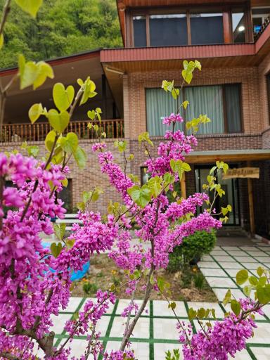 عکس دهکده اقامتی گردشگری سیلوانه