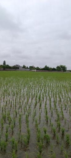 عکس منطقه گردشگری آرمیچ کلا 