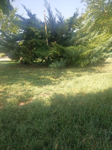 عکس بوستان لاله