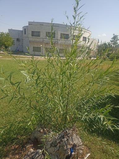 عکس بوستان لاله