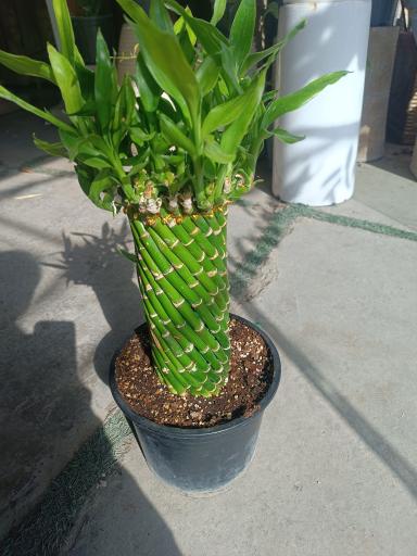 عکس تولیدی گل و گیاه حسینی