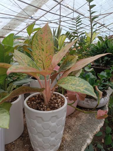 عکس تولیدی گل و گیاه حسینی