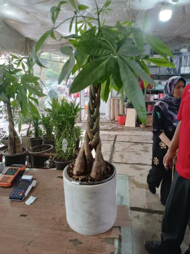 عکس تولیدی گل و گیاه حسینی