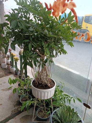 عکس تولیدی گل و گیاه حسینی