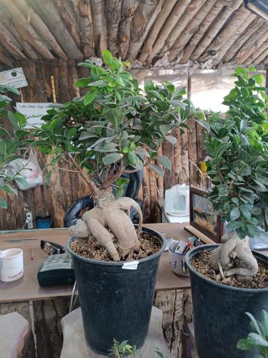 عکس تولیدی گل و گیاه حسینی