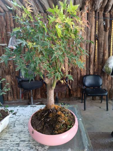 عکس تولیدی گل و گیاه حسینی