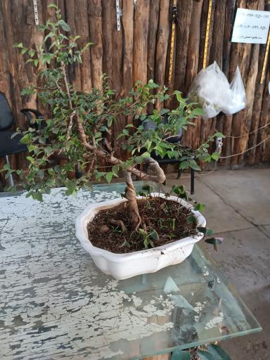 عکس تولیدی گل و گیاه حسینی