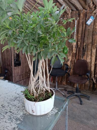 تولیدی گل و گیاه حسینی