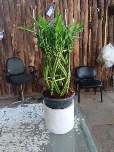 تولیدی گل و گیاه حسینی