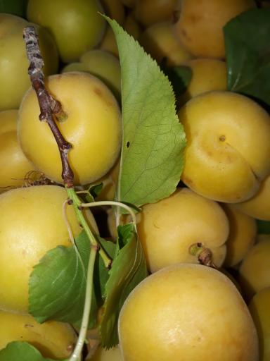 عکس سوپر میوه خاکسار(یدالله)