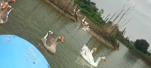 عکس سوخته کوه