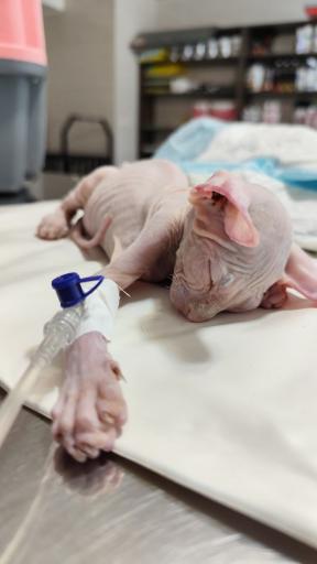 عکس کلینیک دامپزشکی دکتر رضا ترابی