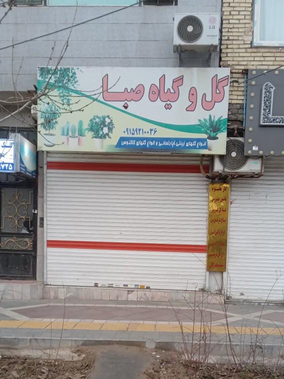 عکس گل و گیاه صبا