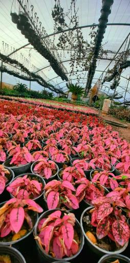 عکس گلخانه غنچه 