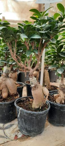 عکس گلخانه غنچه 