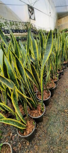 عکس گلخانه غنچه 