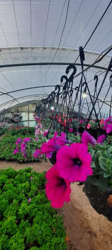 عکس گلخانه غنچه 