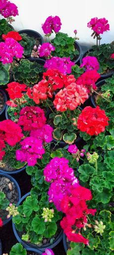 عکس گلخانه غنچه 