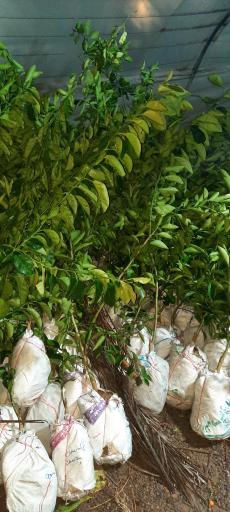 عکس گلخانه غنچه 