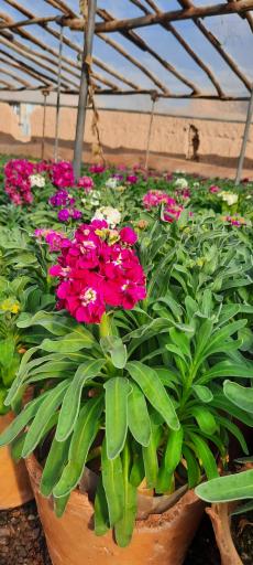 عکس گلخانه غنچه 