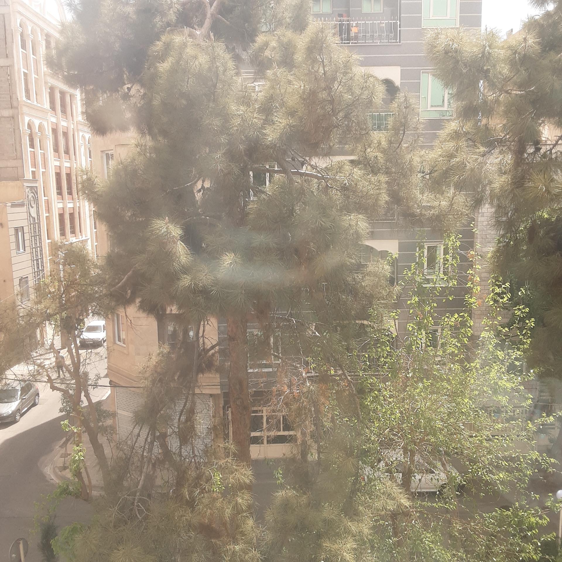 عکس میدان لاله