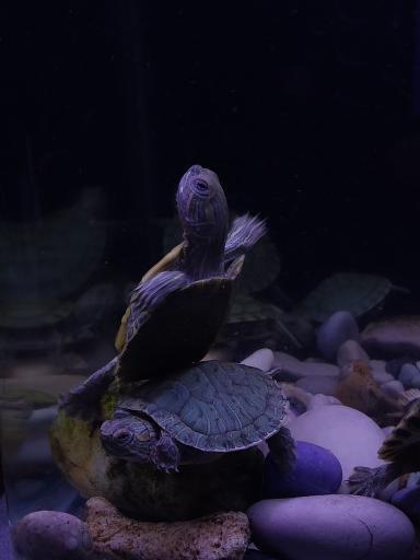 عکس آکواریوم آنجل فیش