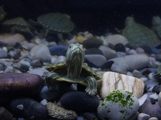 آکواریوم آنجل فیش